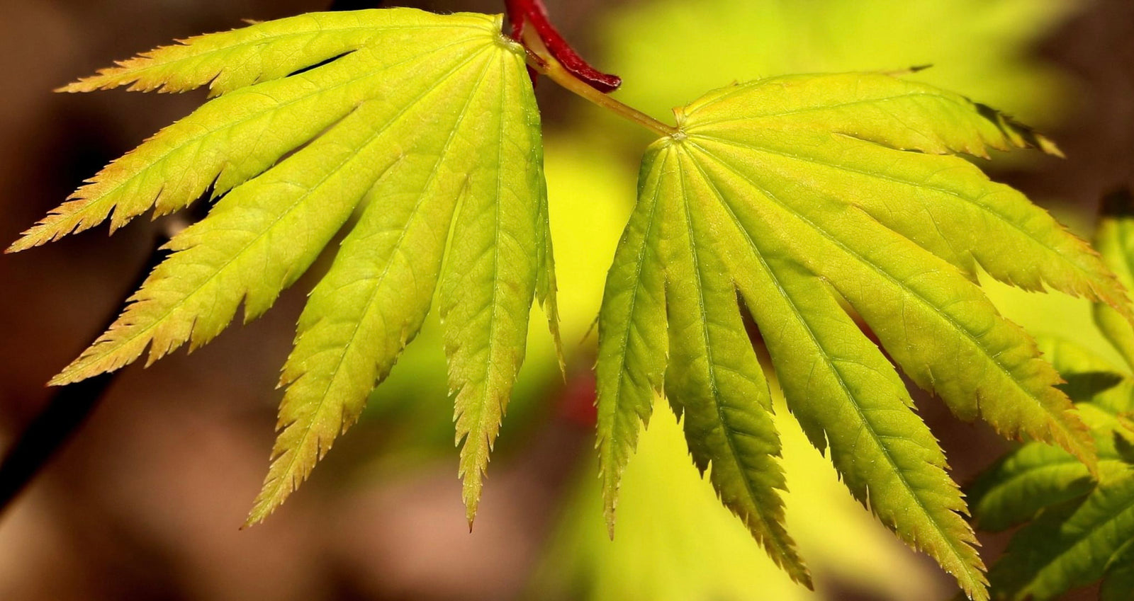Gold Leafed Acer Palmatum, Japanese Maple home page image