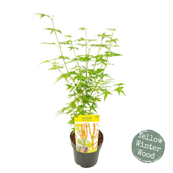 Acer Palmatum 'Bi hoo' - Captivating Japanese Maple with unique bi-color foliage in green and white. Ideal for South African gardens. Explore at Japanese Maples South Africa.
