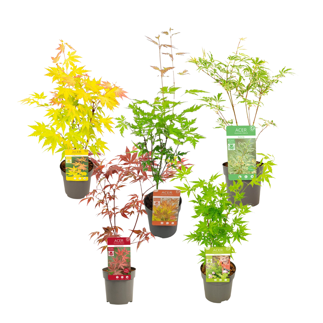 Japanese Maple PreBonsai Starter Bundle Japanese Maples South Africa