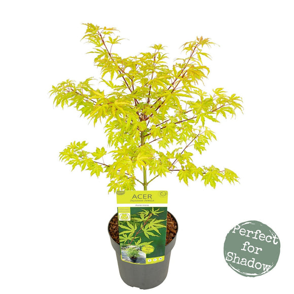 Acer palmatum 'Anne Irene' Japanese Maple - Captivating maple with pink and white foliage transitioning to vibrant orange and red. Ideal for South African gardens. Explore at Japanese Maples South Africa.