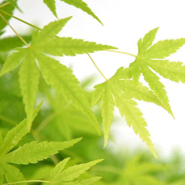 Acer Palmatum 'Going Green' - Captivating Japanese Maple with stunning green foliage. Ideal for South African gardens. Explore at Japanese Maples South Africa.