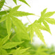 Acer Palmatum 'Going Green' - Captivating Japanese Maple with stunning green foliage. Ideal for South African gardens. Explore at Japanese Maples South Africa.