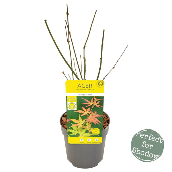 Acer Palmatum 'Orange Dream' - Vibrant orange and golden-yellow foliage of the captivating Japanese Maple Tree. Ideal for South African climates. Elevate your garden with this enchanting beauty.