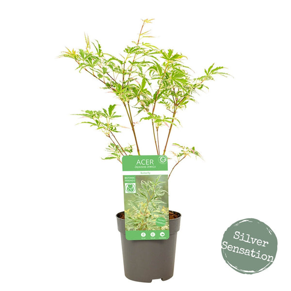 Acer Palmatum 'Butterfly' - Enchanting Japanese Maple with variegated pink, white, and green foliage. Ideal for South African gardens. Explore at Japanese Maples South Africa.