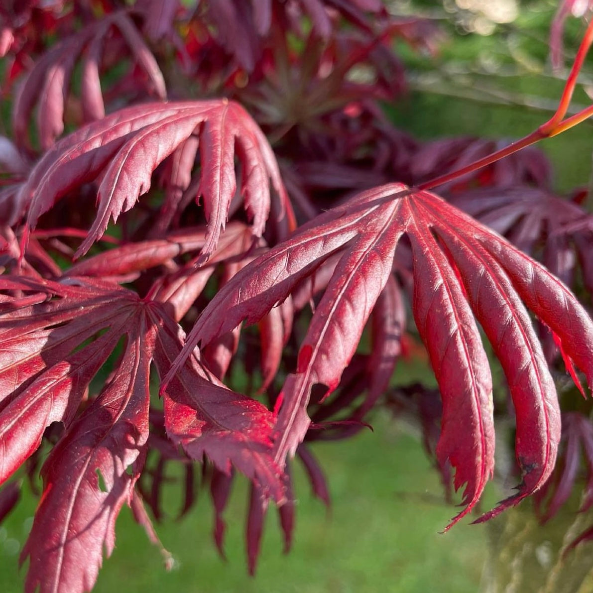 Acer Palmatum X Shirasawanum ‘trompenburg' Japanese Maple – Japanese 