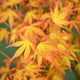 Acer Palmatum 'Katsura' Japanese Maple - Golden-Yellow Foliage in Fall Transition.