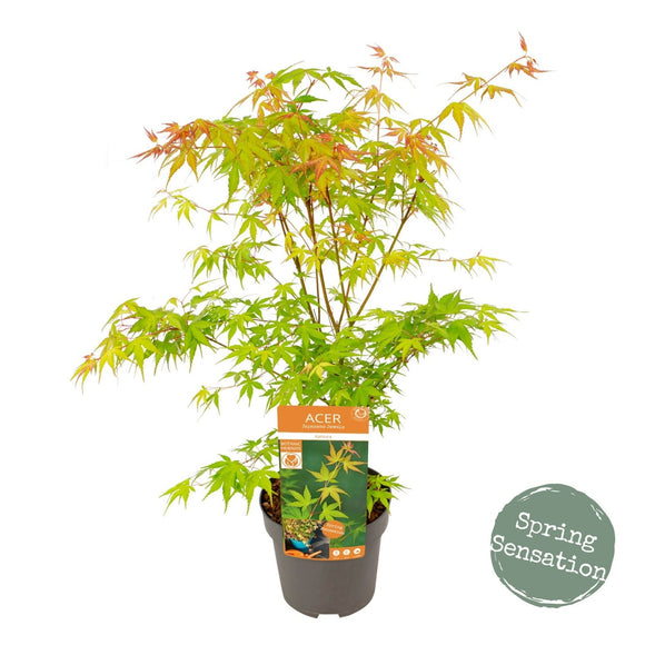 Acer Palmatum 'Katsura' Japanese Maple - Golden-Yellow Foliage in Fall Transition.