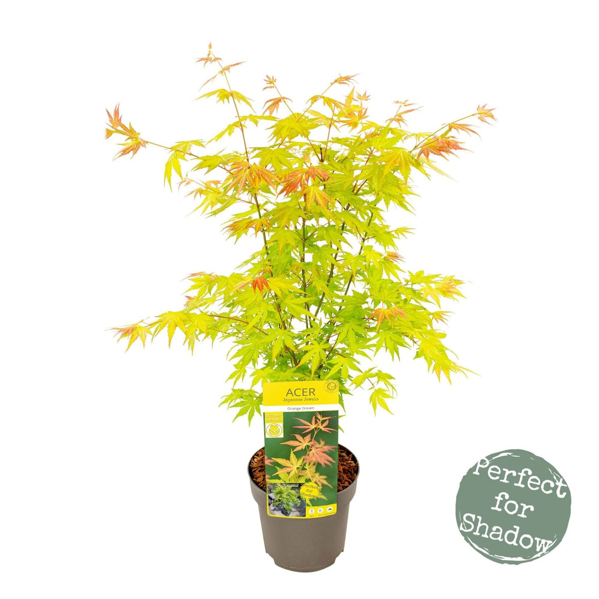 Acer palmatum 'Orange Dream' Japanese Maple Japanese Maples South Africa