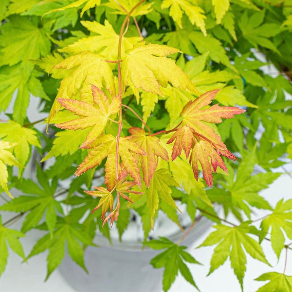 Acer Palmatum 'Orange Dream' - Vibrant orange and golden-yellow foliage of the captivating Japanese Maple Tree. Ideal for South African climates. Elevate your garden with this enchanting beauty.