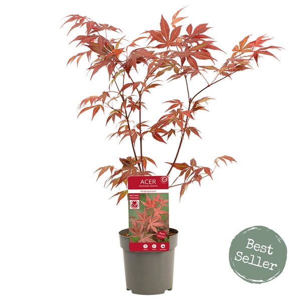 Acer Palmatum 'Atropurpureum' - Captivating Japanese Maple with deep purple-red foliage. Ideal for South African gardens. Explore at Japanese Maples South Africa.