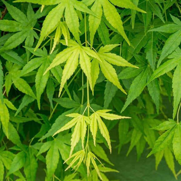 Acer palmatum 'Ryusen' Japanese Maple - Captivating weeping maple with stunning cascading branches and vibrant foliage. Ideal for South African gardens. Explore at Japanese Maples South Africa.