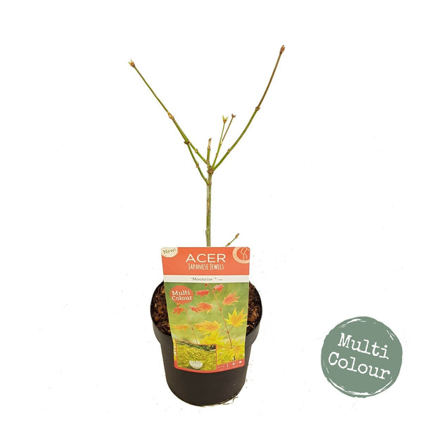 Acer shirasawanum 'Moonrise' Japanese Maple - Captivating upright maple with stunning apricot, gold, and chartreuse foliage. Ideal for South African gardens. Explore at Japanese Maples South Africa.