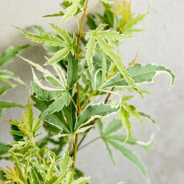 Acer Palmatum 'Butterfly' - Enchanting Japanese Maple with variegated pink, white, and green foliage. Ideal for South African gardens. Explore at Japanese Maples South Africa.