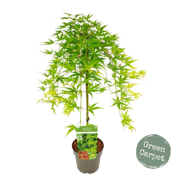 Acer palmatum 'Ryusen' Japanese Maple - Captivating weeping maple with stunning cascading branches and vibrant foliage. Ideal for South African gardens. Explore at Japanese Maples South Africa.