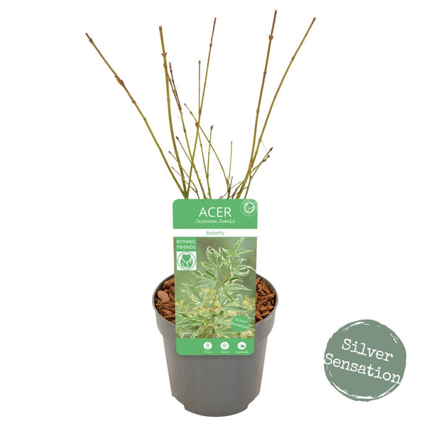 Acer Palmatum 'Butterfly' - Enchanting Japanese Maple with variegated pink, white, and green foliage. Ideal for South African gardens. Explore at Japanese Maples South Africa.