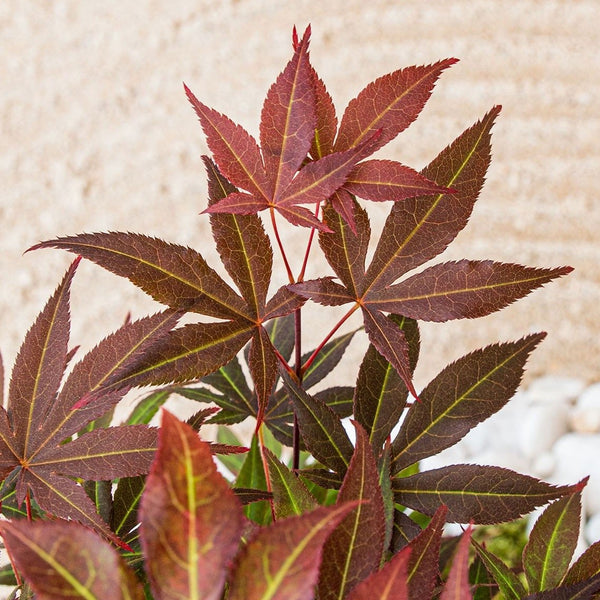 Acer Palmatum 'Atropurpureum' - Captivating Japanese Maple with deep purple-red foliage. Ideal for South African gardens. Explore at Japanese Maples South Africa.