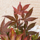 Acer Palmatum 'Atropurpureum' - Captivating Japanese Maple with deep purple-red foliage. Ideal for South African gardens. Explore at Japanese Maples South Africa.