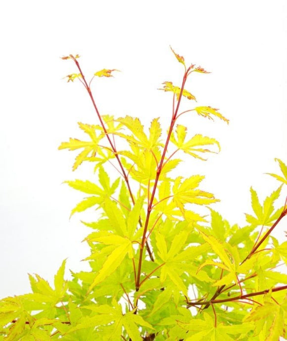 Acer palmatum 'Anne Irene' Japanese Maple - Captivating maple with pink and white foliage transitioning to vibrant orange and red. Ideal for South African gardens. Explore at Japanese Maples South Africa.