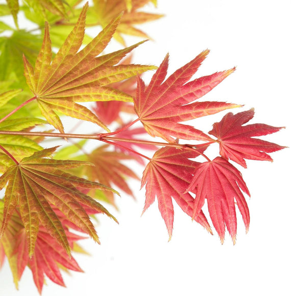 Acer shirasawanum 'Moonrise' Japanese Maple - Captivating upright maple with stunning apricot, gold, and chartreuse foliage. Ideal for South African gardens. Explore at Japanese Maples South Africa.
