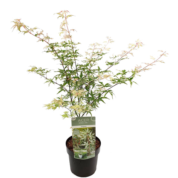 Acer palmatum 'Ukigumo' - Enchanting Japanese Maple with white variegated leaves. Thrives in South African climates. Explore at Japanese Maples South Africa.