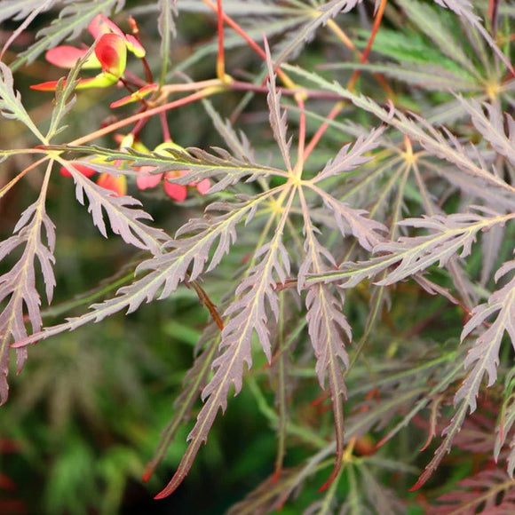 Acer palmatum 'Tamukeyama' Japanese Maple Tree with rich burgundy-red foliage and cascading form, adding drama and elegance to the garden.