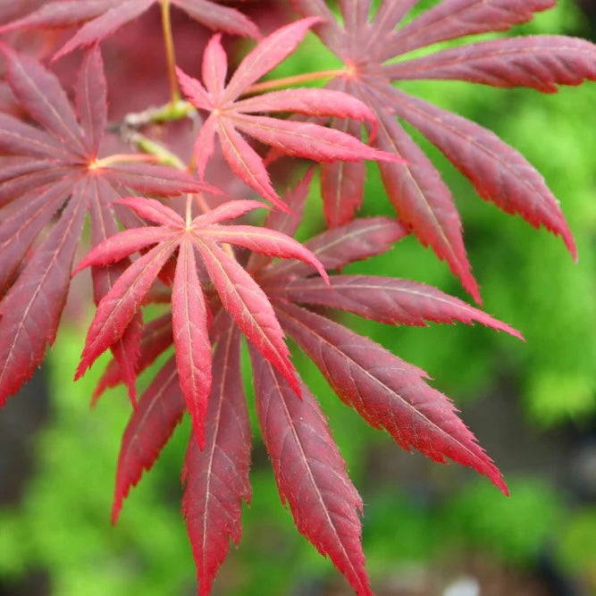 Acer palmatum x shirasawanum ‘Trompenburg' Japanese Maple Japanese