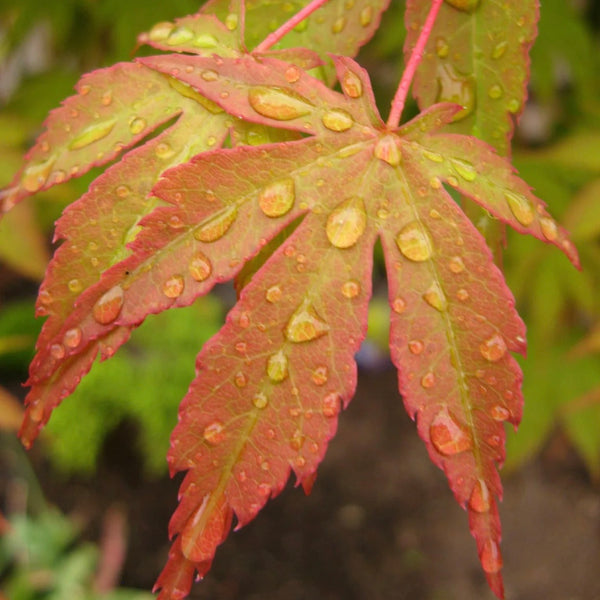 Close-up of Acer palmatum 'Osakazuki' leaves in vibrant crimson color, showcasing the stunning autumn foliage of this Japanese Maple variety.