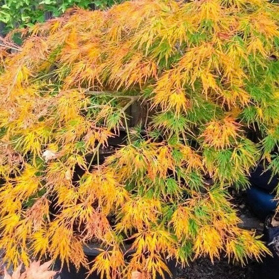 Close-up image of the finely dissected leaves of Acer palmatum Dissectum 'Flavescens,' a Japanese Maple variety with yellow-green foliage.