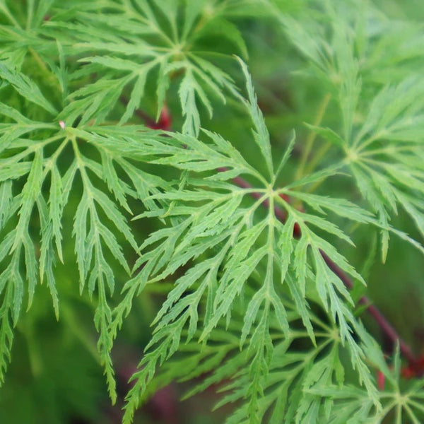 Close-up image of the finely dissected leaves of Acer palmatum Dissectum 'Emerald Lace,' a Japanese Maple variety with delicate green foliage.