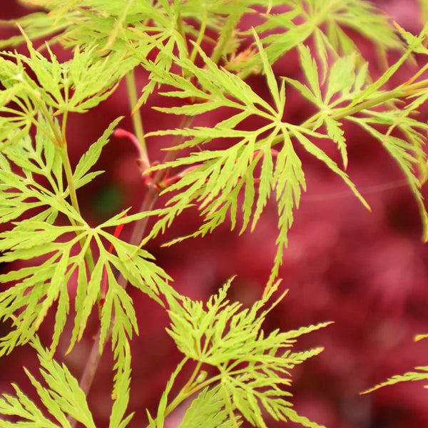 Close-up image of the finely dissected leaves of Acer palmatum Dissectum 'Emerald Lace,' a Japanese Maple variety with delicate green foliage.