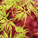Close-up image of the finely dissected leaves of Acer palmatum Dissectum 'Emerald Lace,' a Japanese Maple variety with delicate green foliage.