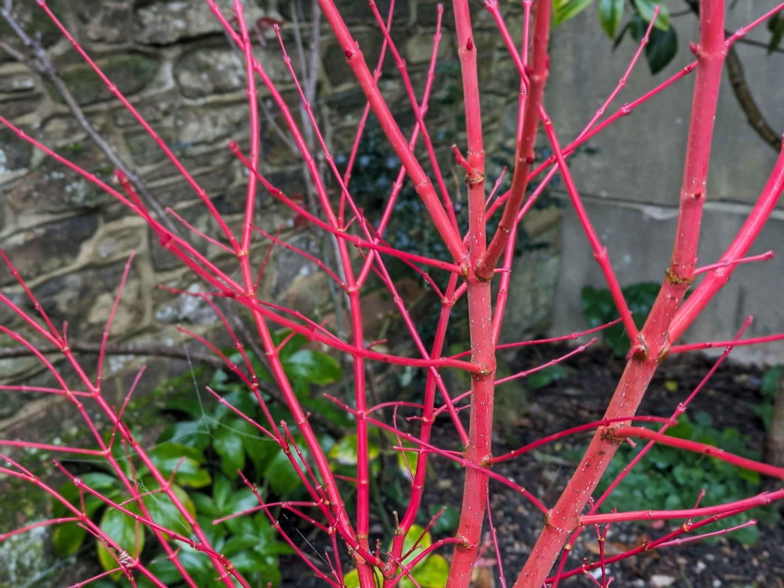 Planting Guide: When and How to Plant Japanese Maples in South Africa