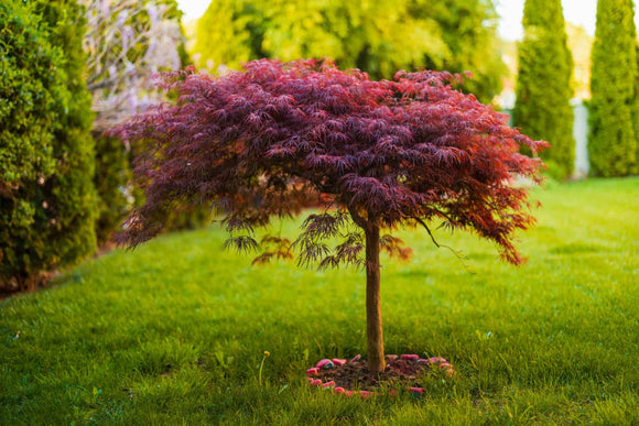 Essential Watering Tips for a Thriving Tree