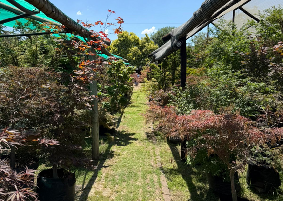 Japanese Maple Care Guide for South African Gardens