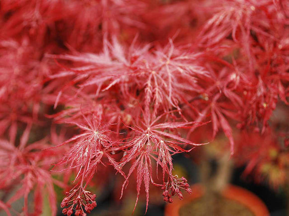 Essential Care Tips for Japanese Maple Trees