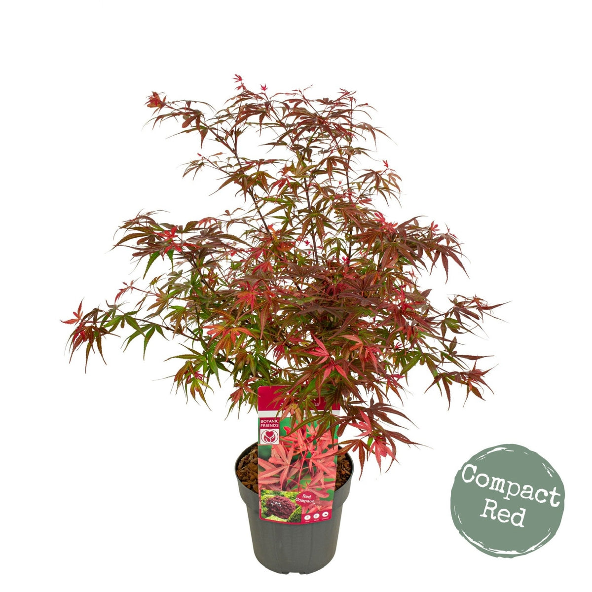 Acer palmatum 'Shaina' Dwarf Red Japanese Maple – Japanese Maples South ...