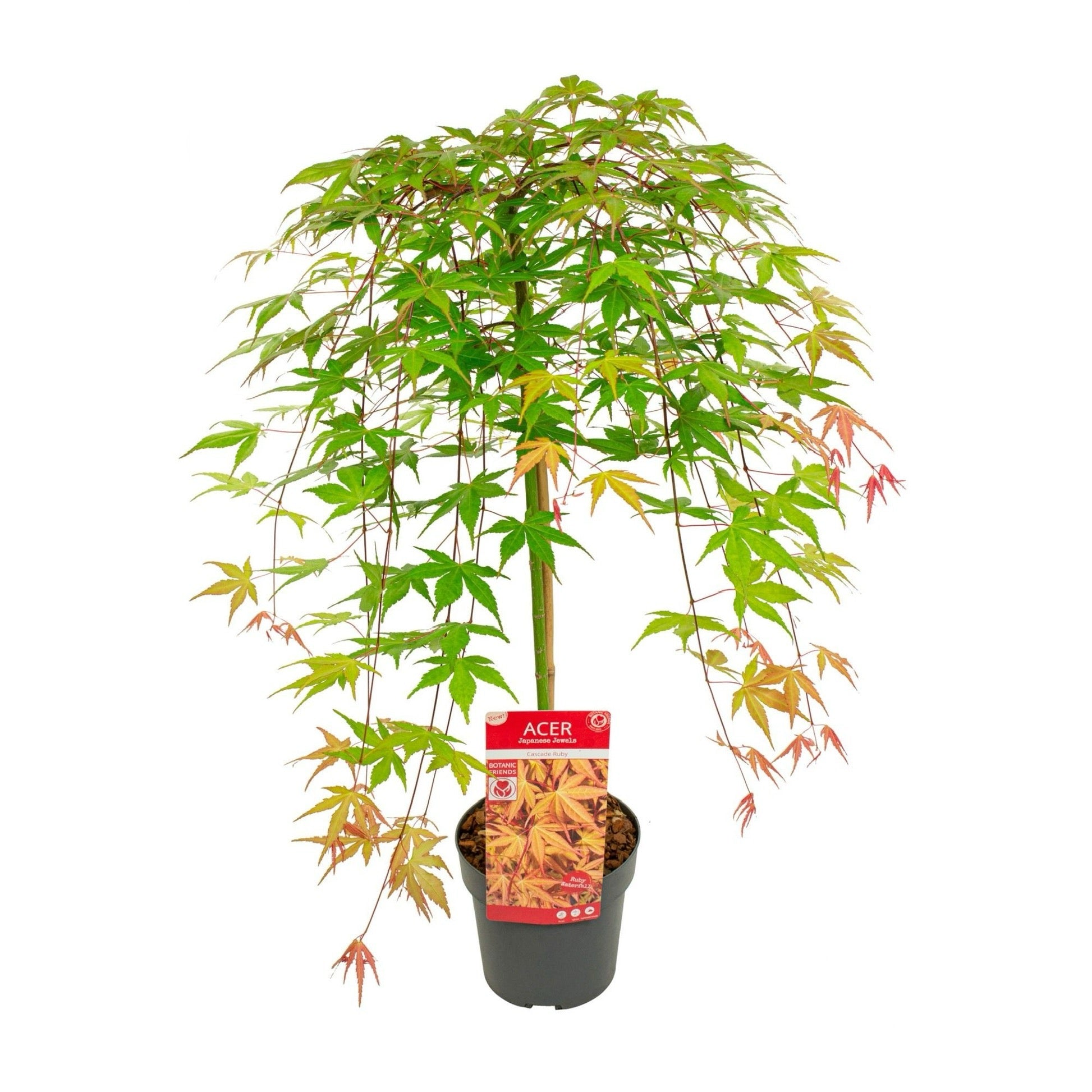 Ruby Ridge Japanese Maple Acer Palmatum 'Cascade Ruby' Japanese Maple – Japanese Maples South Africa