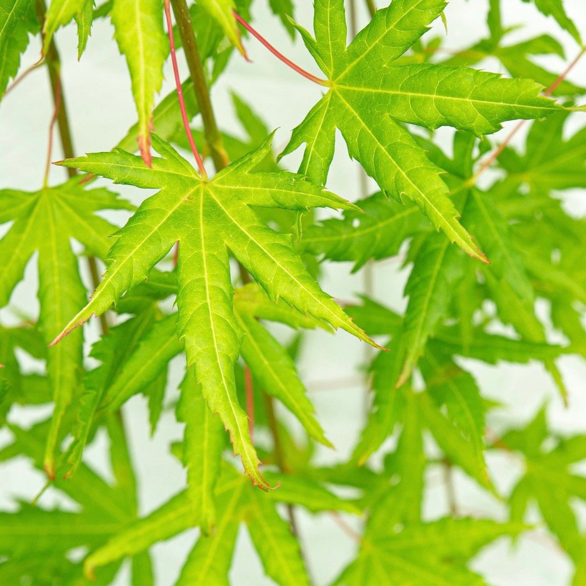 Acer Palmatum 'Cascade Citrine' Japanese Maple – Japanese Maples South ...