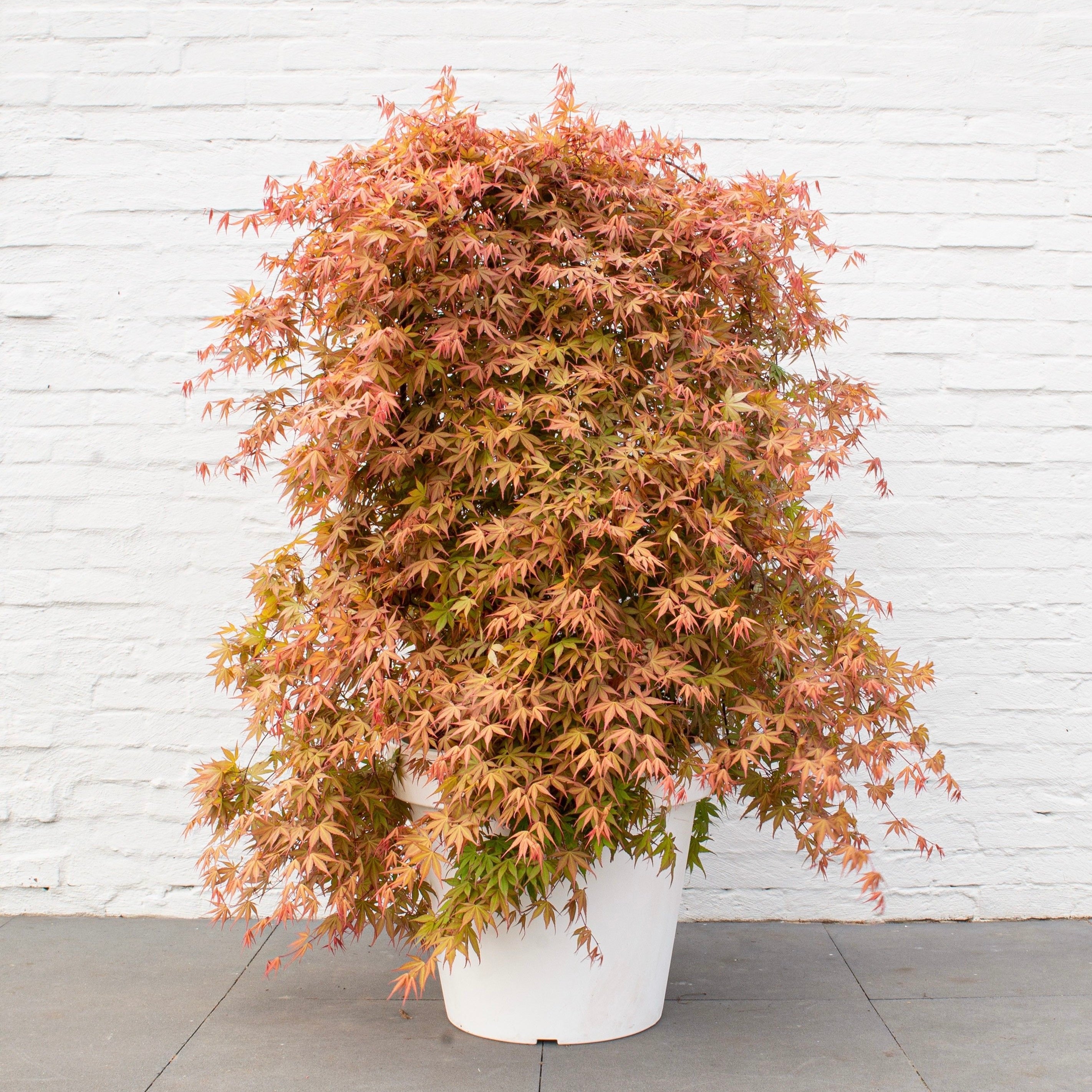 Ruby Ridge Japanese Maple Acer Palmatum 'Cascade Ruby' Japanese Maple – Japanese Maples South Africa