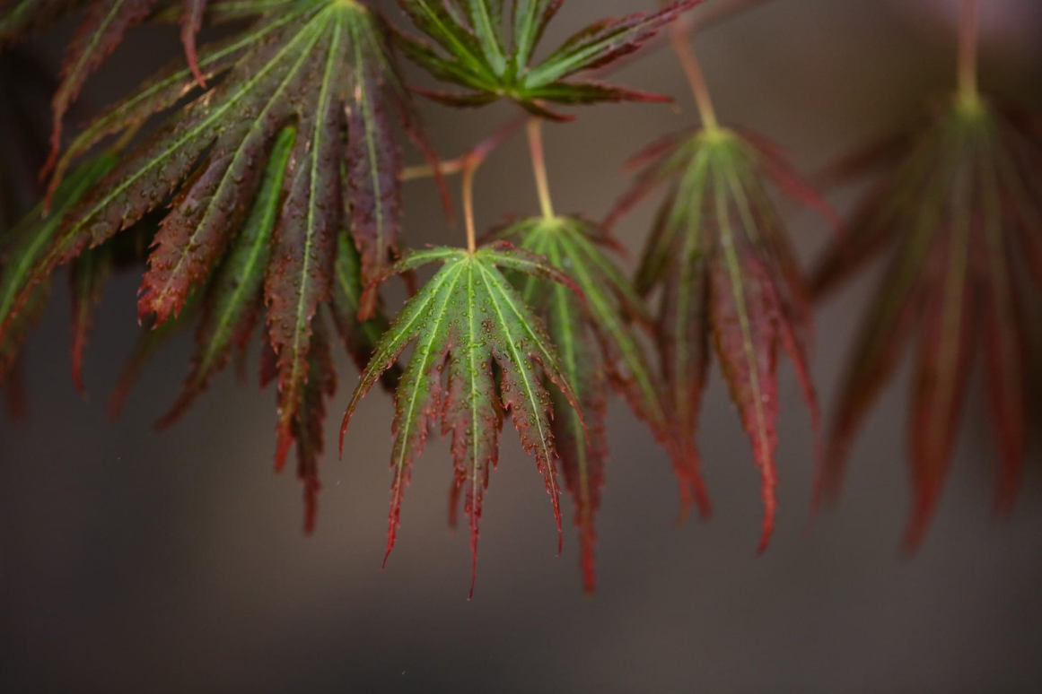 Collections – Japanese Maples South Africa
