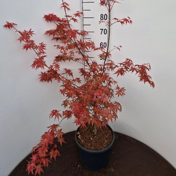 Acer Palmatum 'Shin Deshojo' Red Japanese Maple - Captivating Japanese Maple with stunning red foliage. Ideal for South African gardens. Explore at Japanese Maples South Africa.