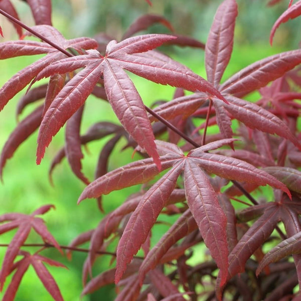 Acer Palmatum 'Starfish' Japanese Maple - Unique Starfish-Like Leaves in Striking Scarlet Transformation.