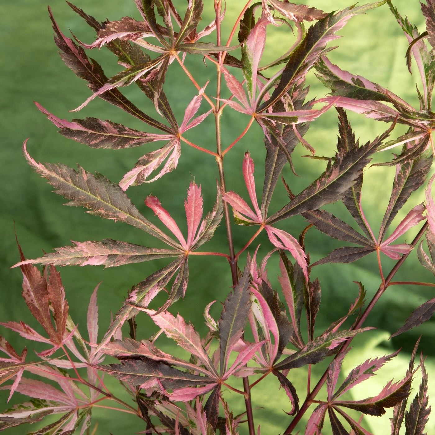 Acer palmatum 'Extravaganza' Japanese Maple Japanese Maples South Africa