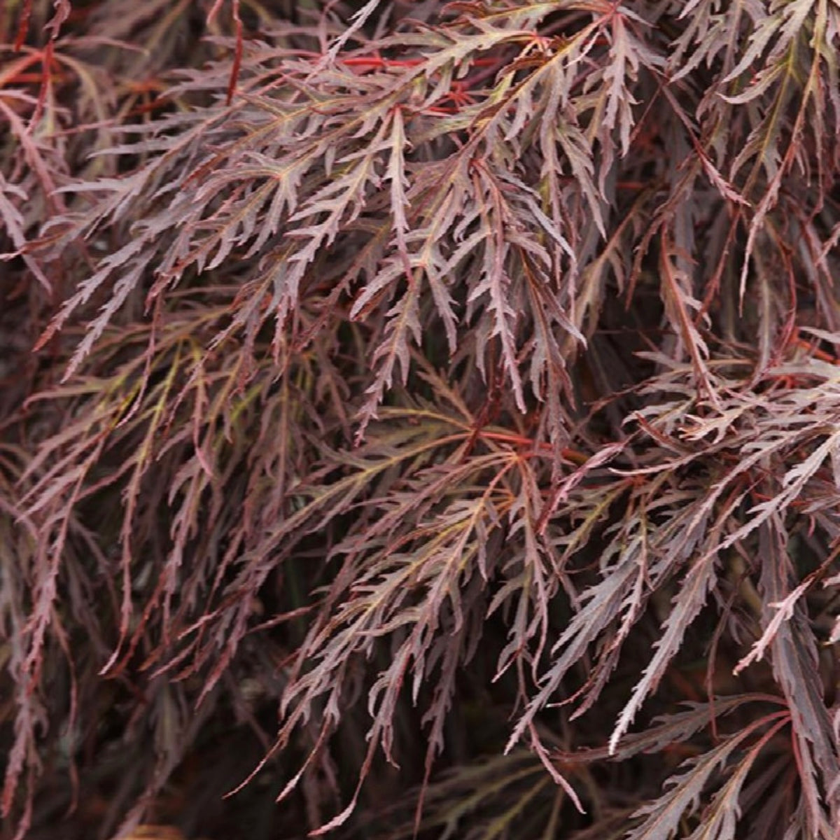 Acer palmatum 'Crimson Queen' Japanese Maple – Japanese Maples South Africa