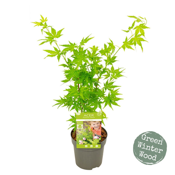 Acer Palmatum 'Going Green' - Captivating Japanese Maple with stunning green foliage. Ideal for South African gardens. Explore at Japanese Maples South Africa.