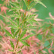 Acer palmatum 'Taylor' Japanese Maple - Rare and beautiful variety with soft pink foliage and lime green variegation. Ideal for containers or garden. Limited availability. Explore at Japanese Maples South Africa