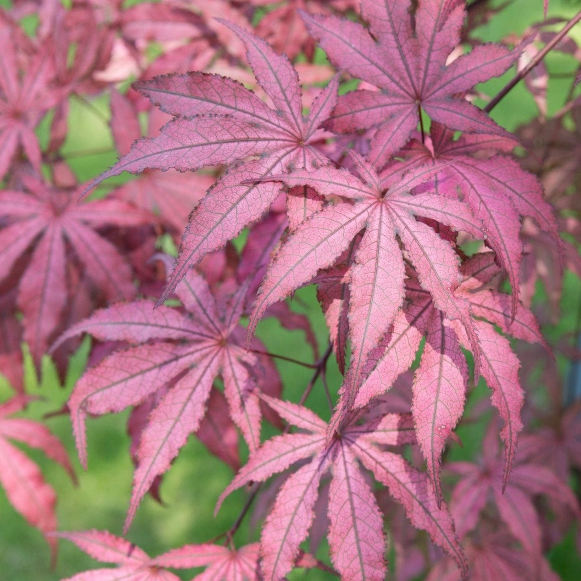 Products – Japanese Maples South Africa