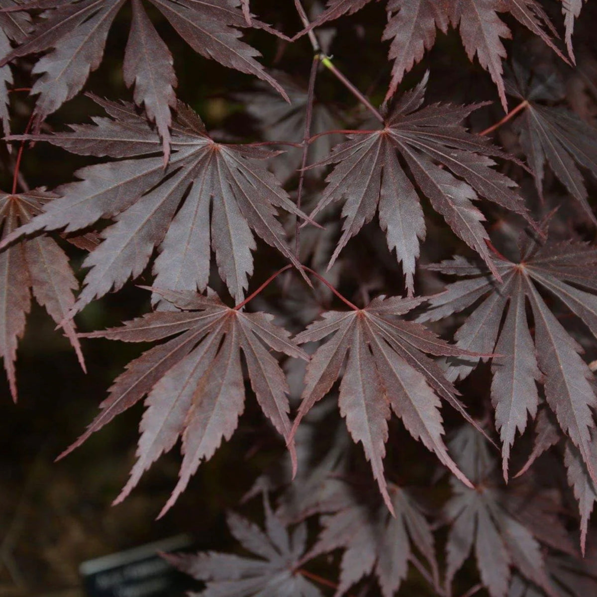 Acer shirasawanum 'Yasemin' Rare Full Moon Japanese Maple – Japanese ...