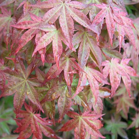 Acer Palmatum 'Deshojo' Japanese Maple – Japanese Maples South Africa