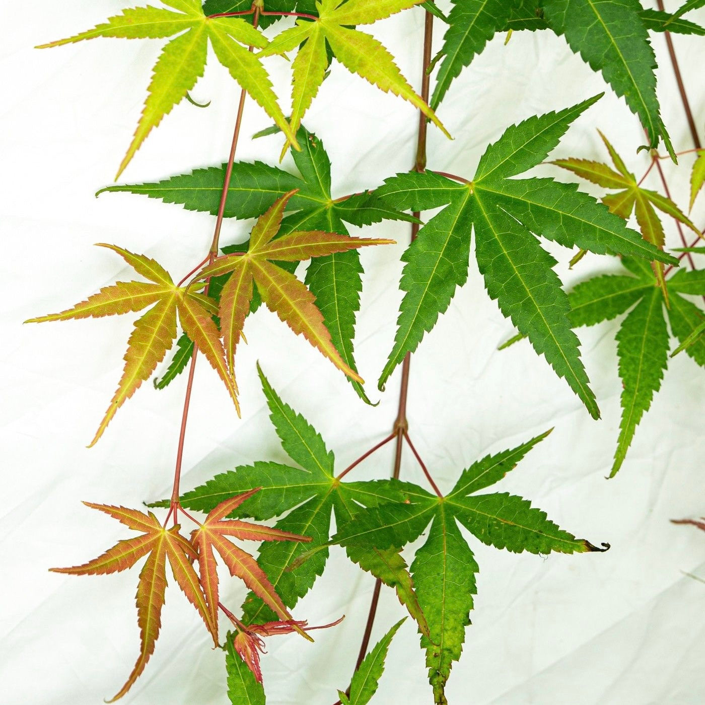 Ruby Ridge Japanese Maple Acer Palmatum 'Cascade Ruby' Japanese Maple – Japanese Maples South Africa